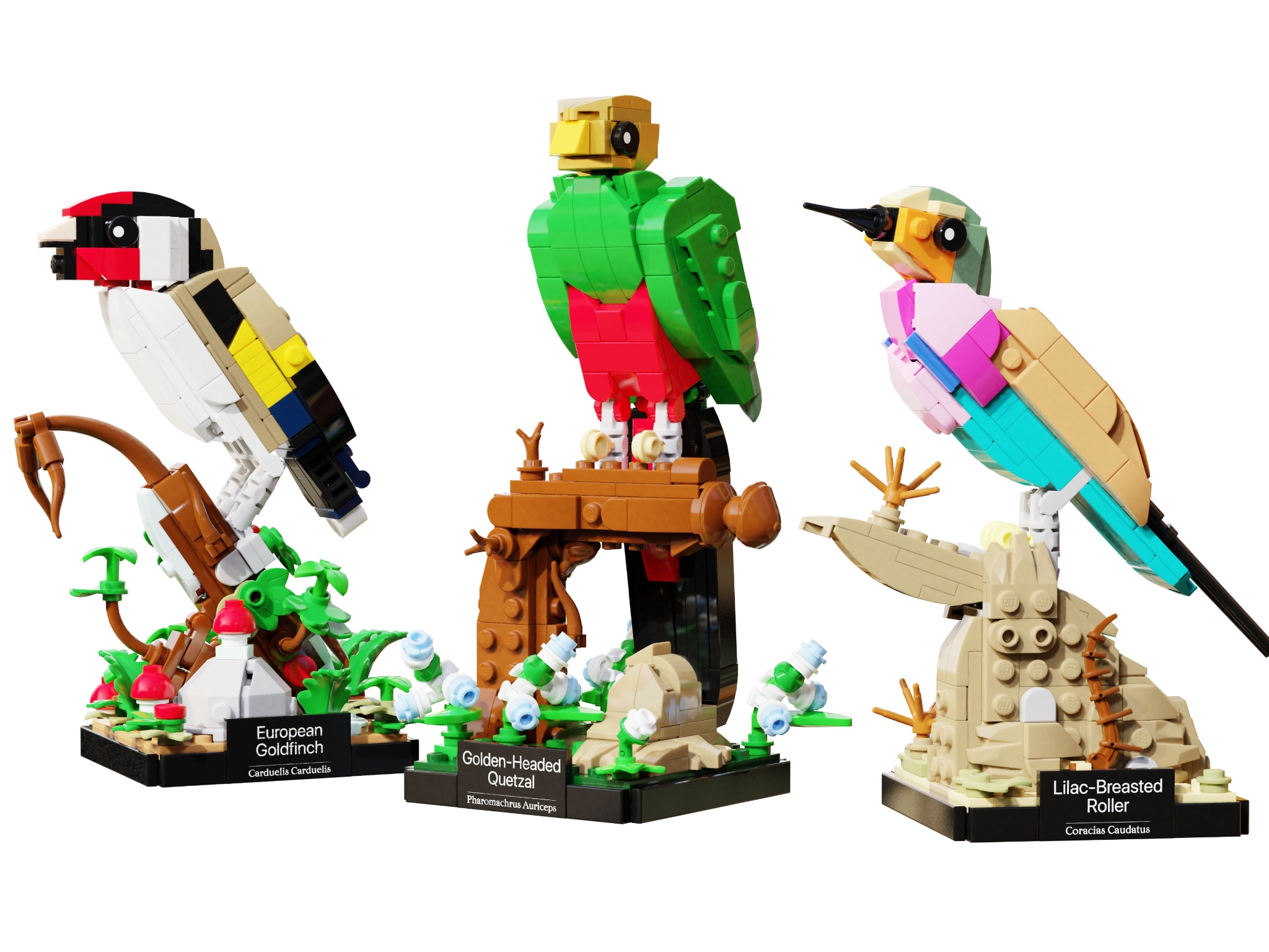 BIRD LAND 第10号 BIRD LAND 第10号 BIRD LAND 第10号 BIRD LAND 第10号 BIRD